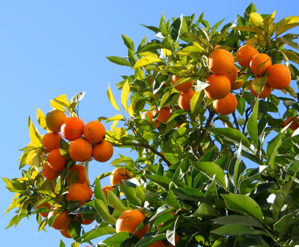 orange-tree-1057334